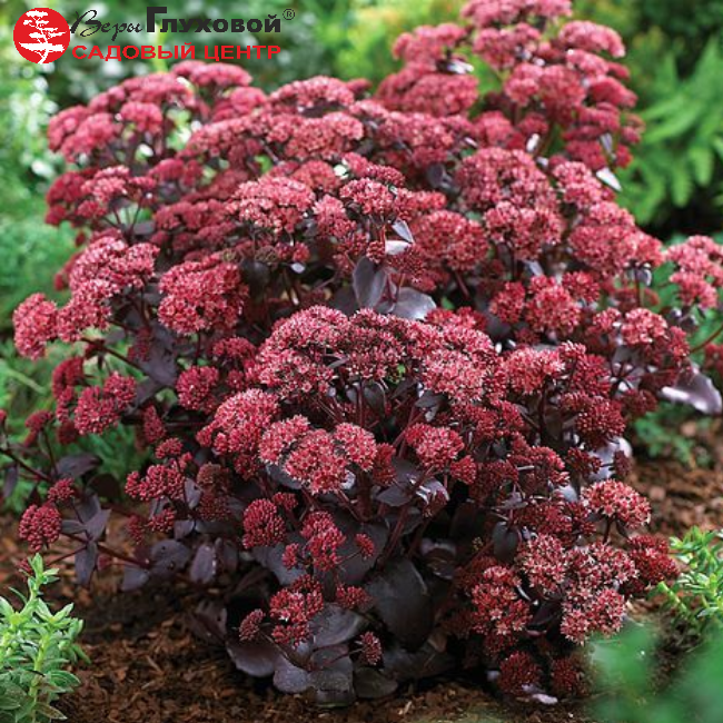 Основное изображение товара