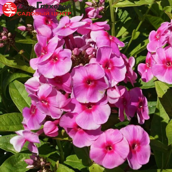 Основное изображение товара