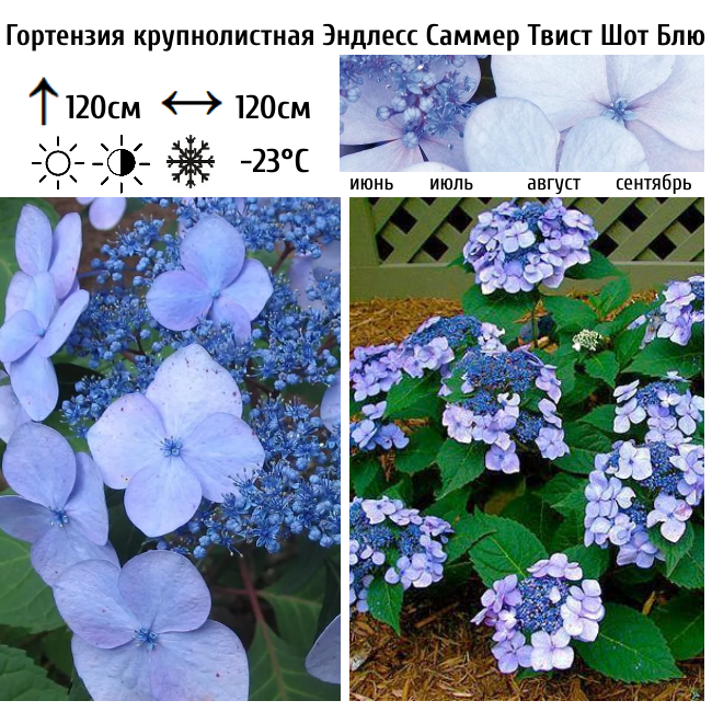 Гортензия крупнолистная Эндлесс Саммер Твист Шот Блю