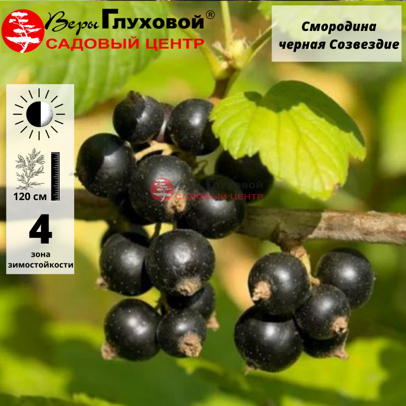 Смородина черная Созвездие