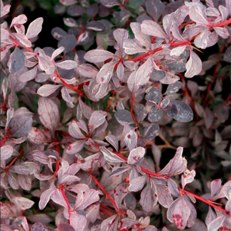 Основное изображение товара