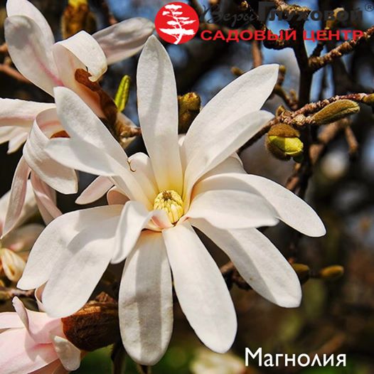 Цветущее дерево "магнолия" Цветущее дерево "магнолия"