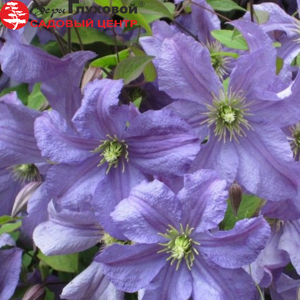 Основное изображение товара