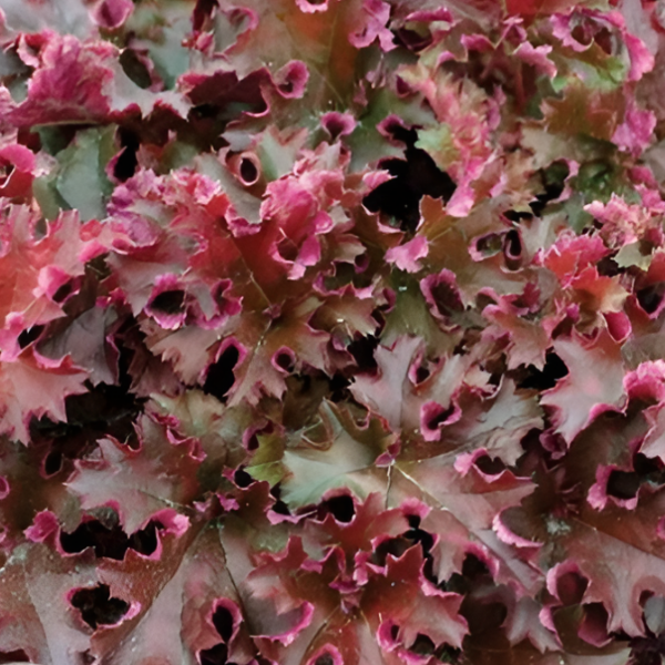 Основное изображение товара