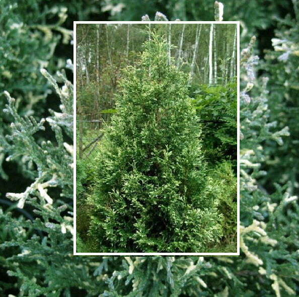 Основное изображение товара