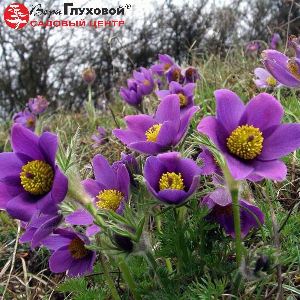 Основное изображение товара