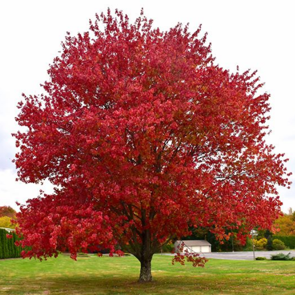 Основное изображение товара