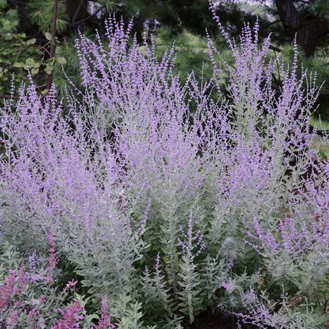 Перовския гибридная Литтл Спайр