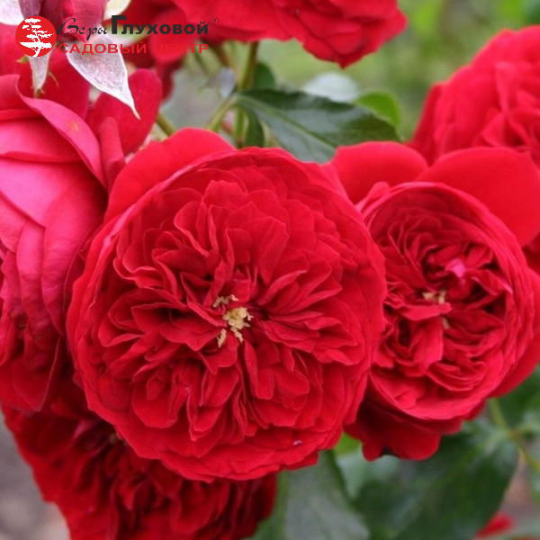 Основное изображение товара