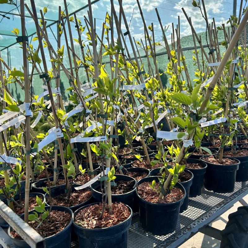 Лиана, которая удивляет - Актинидия Шимановского