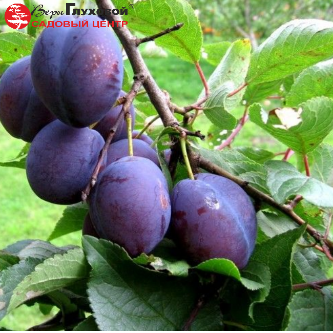 Основное изображение товара