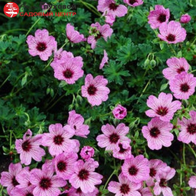 Основное изображение товара