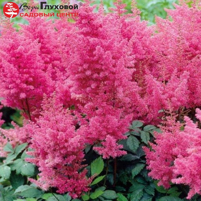 Основное изображение товара