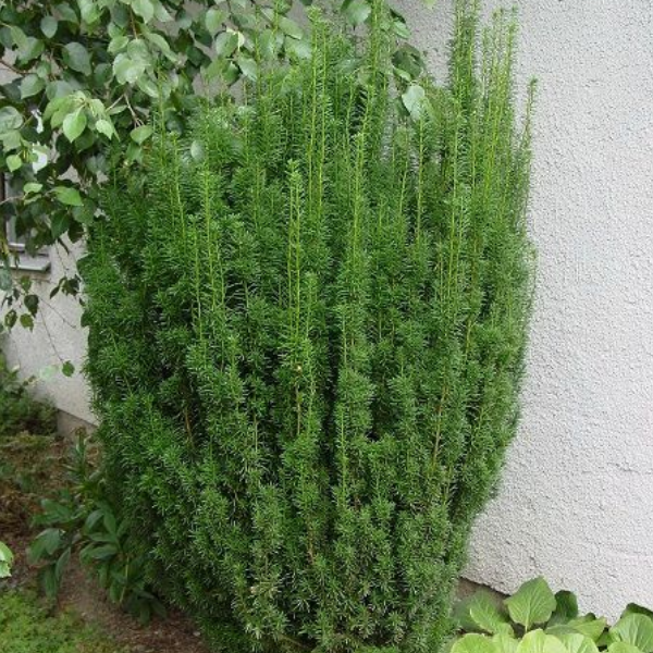 Основное изображение товара