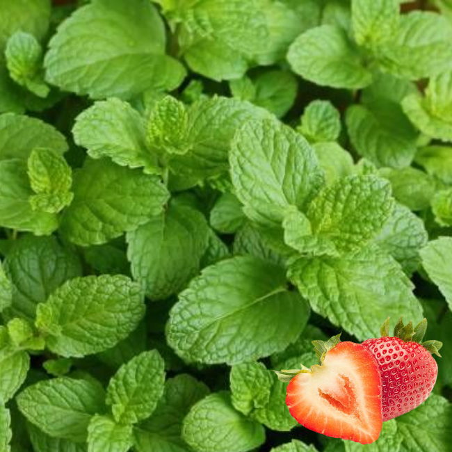 Основное изображение товара