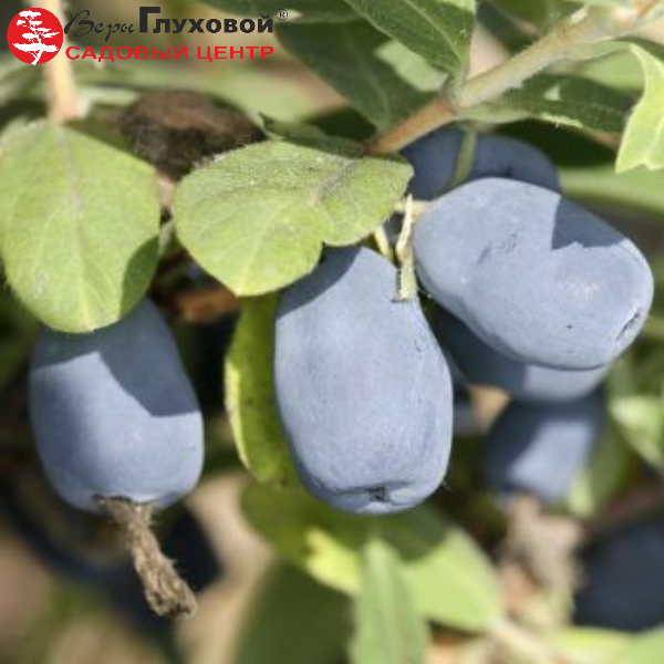 Основное изображение товара