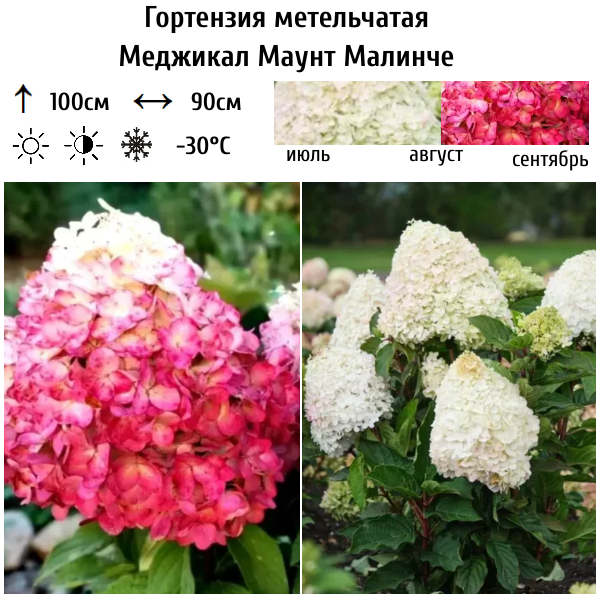 Гортензия метельчатая Меджикал Маунт Малинче