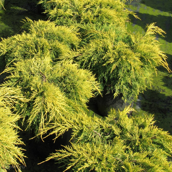 Основное изображение товара