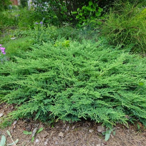 Можжевельник горизонтальный Принц Уэльский