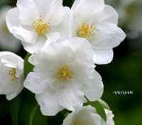 Чубушник: краткое описание