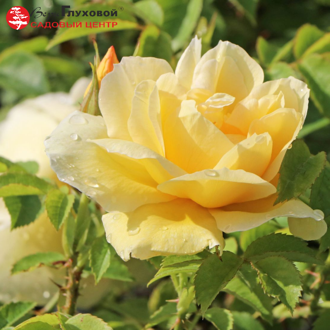 Основное изображение товара