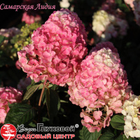 Описание сорта "Самарская Лидия"