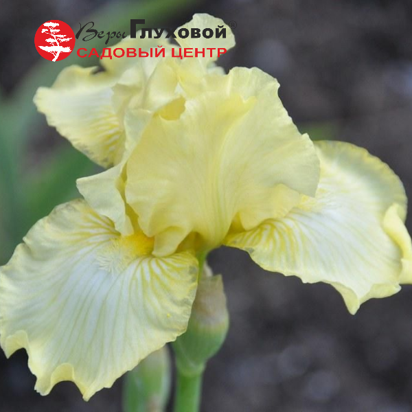 Основное изображение товара