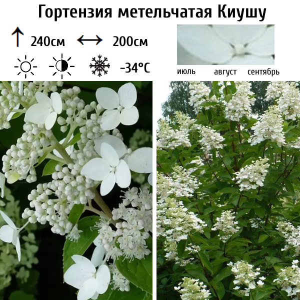 Основное изображение товара