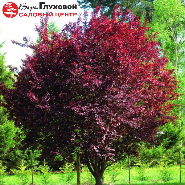Слива растопыренная Нигра - Prunus cerasifera Nigra