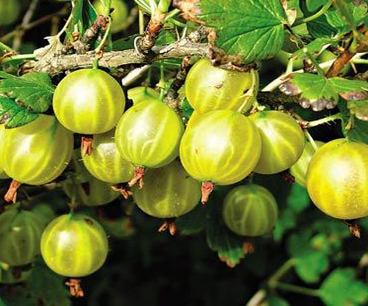 Крыжовник Юбилейный (средний сорт)