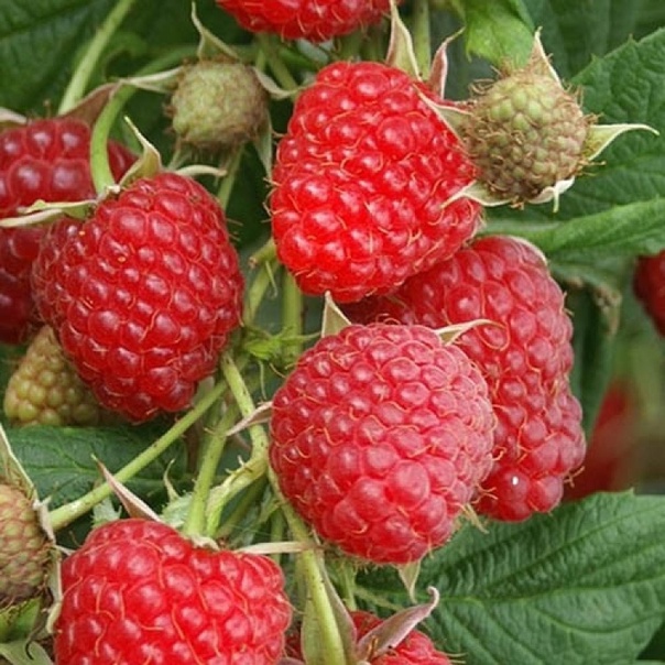 Основное изображение товара