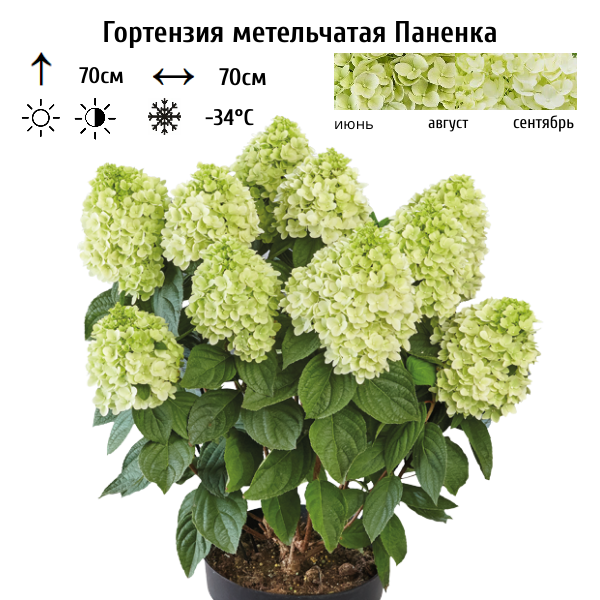 Гортензия метельчатая Паненка