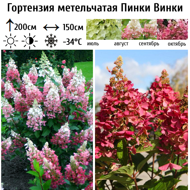 Гортензия метельчатая Пинки Винки