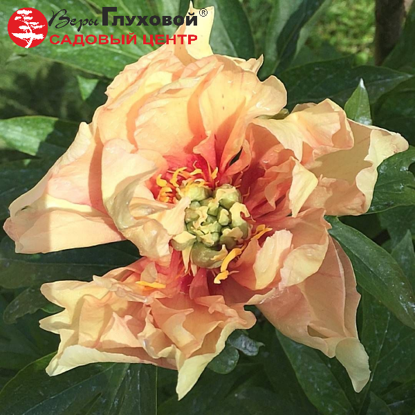 Основное изображение товара