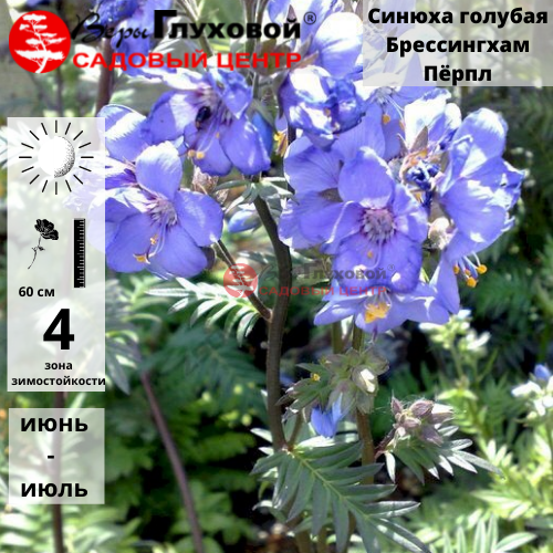 Основное изображение товара