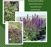 Разнообразие многолетних цветов