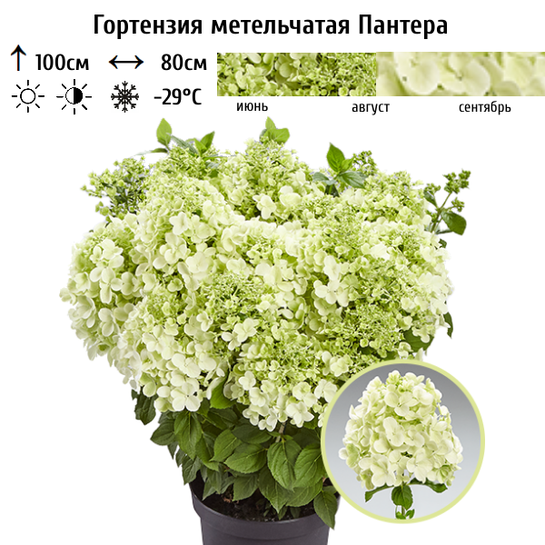 Основное изображение товара