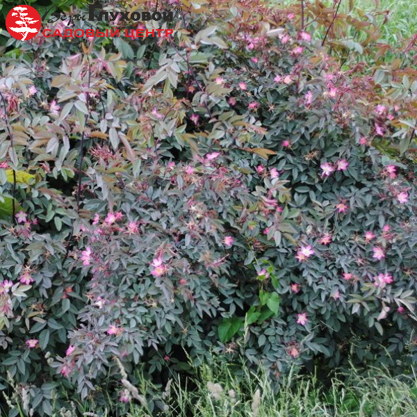 Основное изображение товара