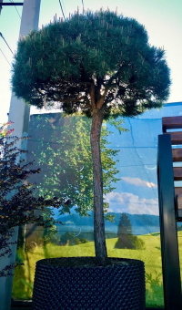 Сосна обыкновенная в форме Пиния