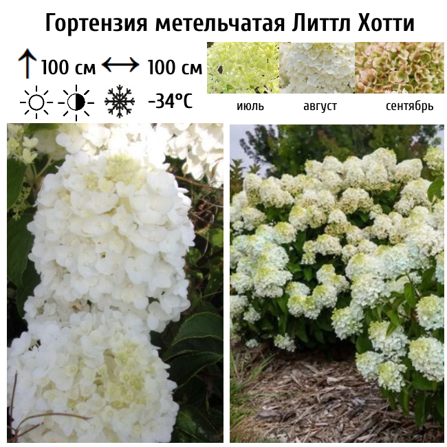Гортензия метельчатая Литтл Хотти