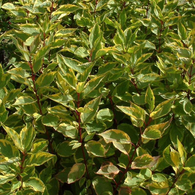 Основное изображение товара