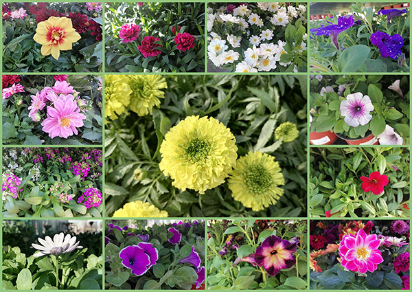 В продажу поступили однолетние цветы