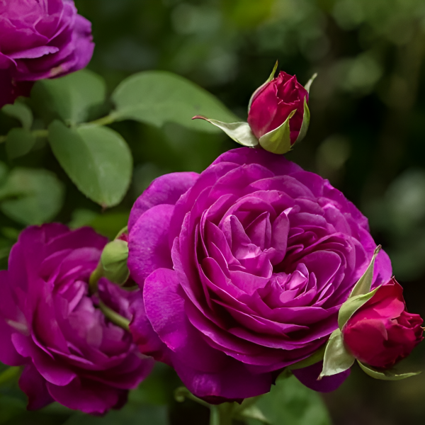 Основное изображение товара