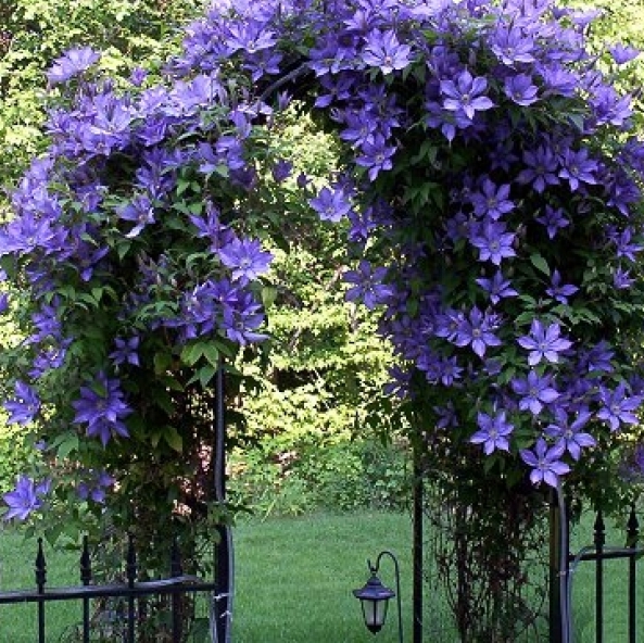 Садовый центр Веры Глуховой в Дачных советах 2020 Садовый центр Веры Глуховой в Дачных советах 2020