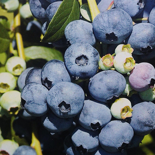 Голубика "Эрлиблю"