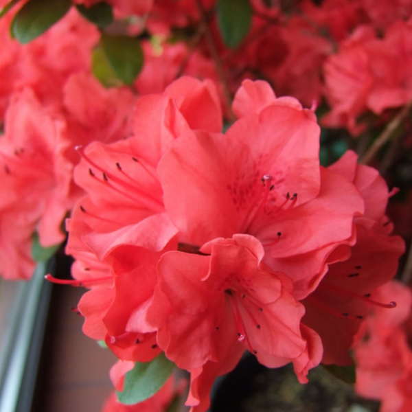 Основное изображение товара