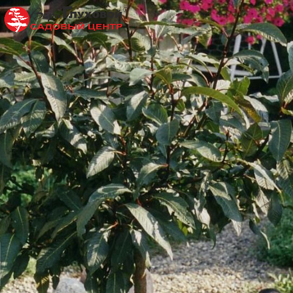 Основное изображение товара