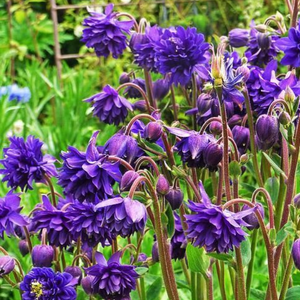 Основное изображение товара