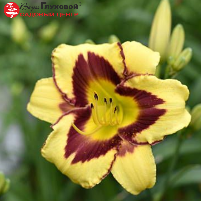 Основное изображение товара