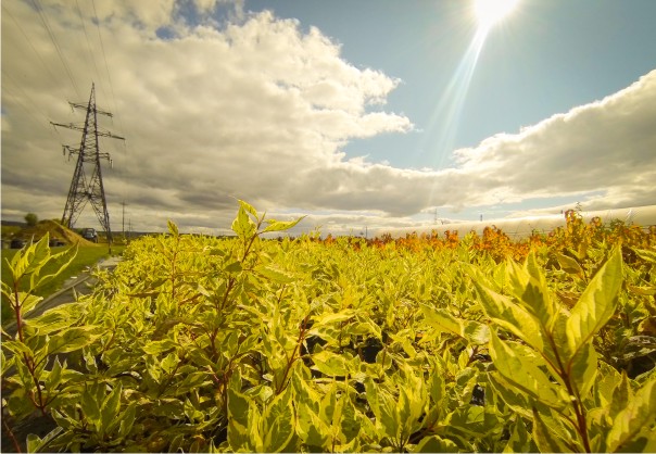 Уходные работы в осеннем саду Уходные работы в осеннем саду